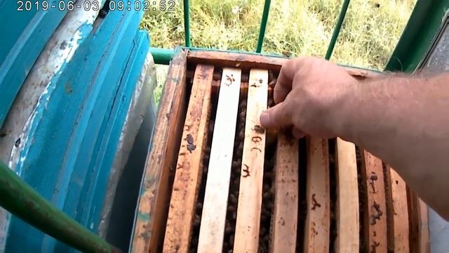 Отводки пчел без поиска матки.Быстрое расширение пасеки.Размножение пчел. смотреть онлайн