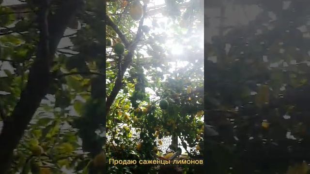 Продаю саженцы   и плоды лимонов