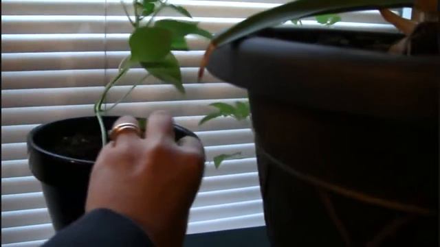 Indoor Gardening: Christmas Cactus, Peppers, Tomatoes смотреть онлайн