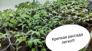 Как вырастить крепкую рассаду легко!