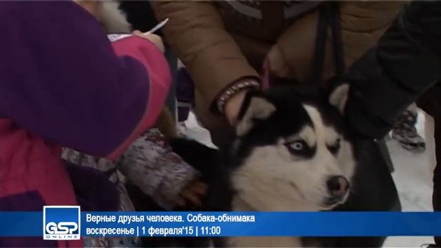 Верные друзья человека. Собака-обнимака» |1 февраля'15 | 11:00|