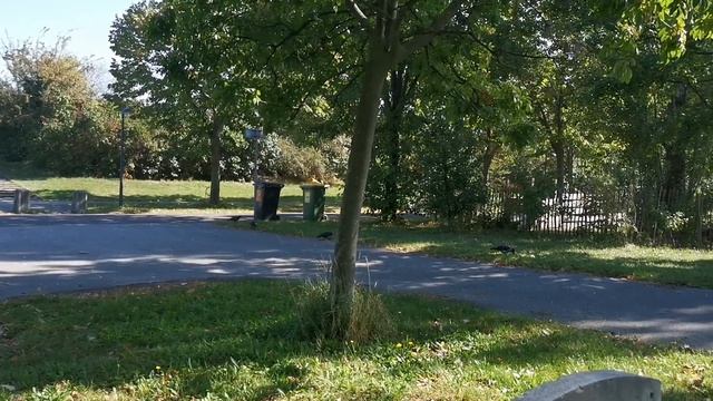ВОРОНЫ ОДНИ ИЗ УМНЕЙШИХ ?ПТИЦ смотреть онлайн