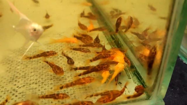 LDA16/Albino смотреть онлайн