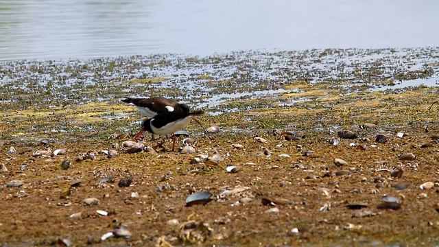 Кулики-сороки: молодой и взрослый. Haematopus ostralegus. Птицы Беларуси. смотреть онлайн