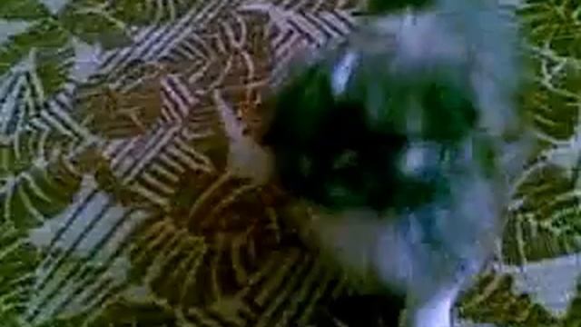 Ричард 2 месяца))) Игрушечный просто)))