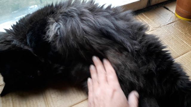 Коты и Московская жара! смотреть онлайн