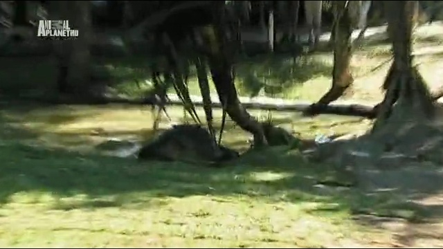 The.Crocodile.Hunter.Best.Of.Steve.Irwin.S01E05.Casper.The.White.Crocodile 