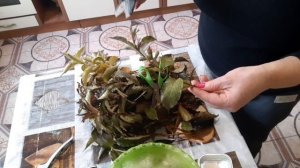 Вейгела-красивейший кустарник. Черенкование.