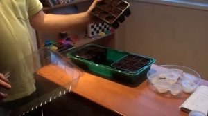 Проверка на всхожесть семян арбуза и лагенарии. Проращивание и посадка арбуза и лагенарии