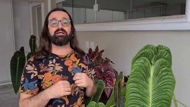 Por que a internet está OBCECADA por essa planta ? ANTHURIUM VEITCHII смотреть онлайн