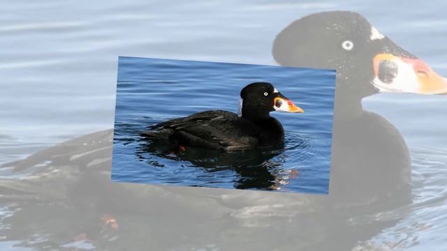 Топ-10 самых красивых уток в мире смотреть онлайн