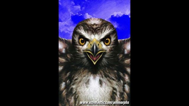 Opinionated Animorphs Book Guide - #49 The Diversion (1/2) смотреть онлайн