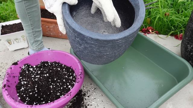 🌿 Plante d'intérieur ou pour le jardin ? Le mangave ira où tu veux ! 🌵 смотреть онлайн