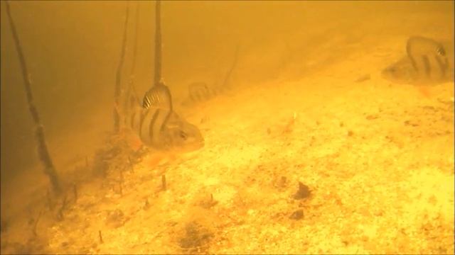 Плотва зажигает. смотреть онлайн