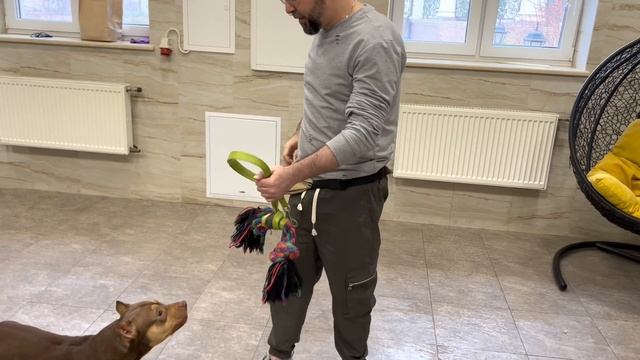 Домашнее занятие…Обучение Лорда и Леди…Утренняя и вечерняя прогулка…#питбульграф