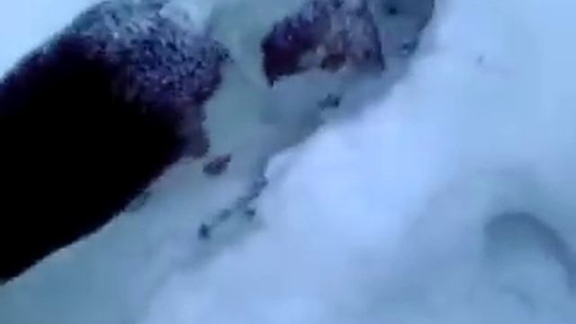 русская пегая гончая и заяц
