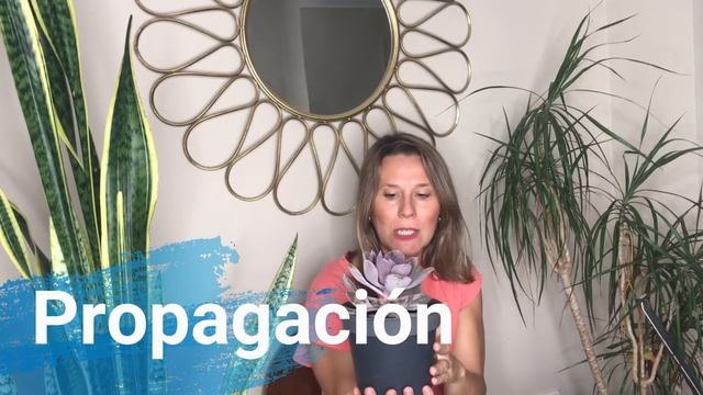 Echeveria Purple Pearl vs Perle Von Nurnberg ? Cuidados, Riego y Propagación смотреть онлайн