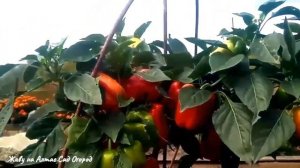 КАК ПРИМЕНЯЮ HB-101 активатор жизни растений.