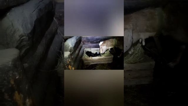 Случка англо-нубийских коз. Первый приплод. Козлята. Козочки. смотреть онлайн