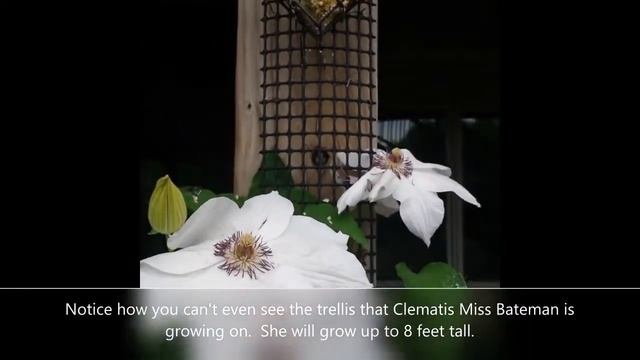 Clematis Miss Bateman смотреть онлайн