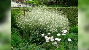 Огромное пышное облако из ажурных соцветий: неприхотливый эффектный многолетник. Катран Кордифолия