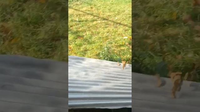 летит на проверку смотреть онлайн