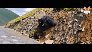 ЯКИ- СВИРЕПЫЕ БЫКИ Тибета. ДИКИЙ ЯК ПРОТИВ ЛОШАДИ,ВОЛКА,БЫКА