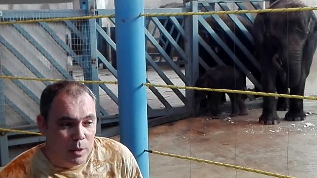 В Ростовском зоопарке родился слонёнок 20.01.2017 смотреть онлайн