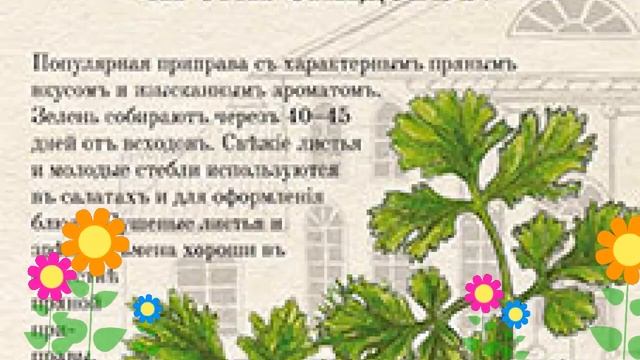 Кориандр овощной (Бородинский). Краткий обзор, описание характеристик, где купить семена смотреть онлайн