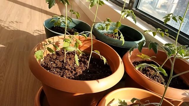 SAKSIDA DOMATES❗ TOHUM EKİMİNDEN HASAT AŞAMASINA KADAR TÜM AŞAMALAR. EVDE DOMATES YETİŞTİRME. смотреть онлайн