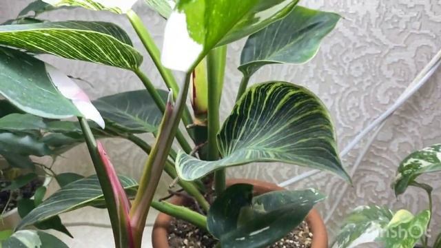 Обзор коллекции филодендронов ? смотреть онлайн