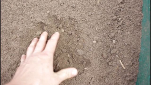 ХУРМА ВИРГИНСКАЯ ИЗ КОСТОЧКИ(ПРОЧИТАЙТЕ ОПИСАНИЕ) смотреть онлайн