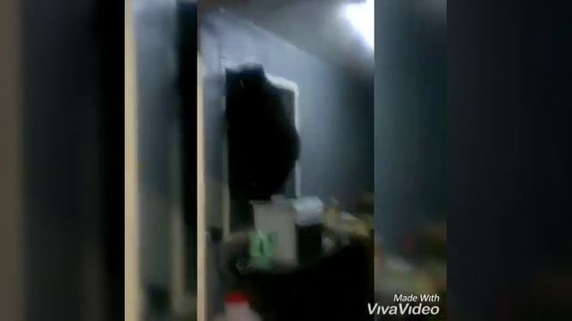 Из жизни на Камчатке. Bears and seal. Угарные животные. Мишка залез в дом смотреть онлайн
