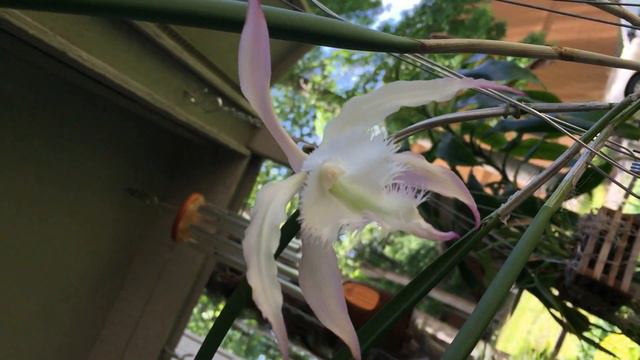 Brassavola (Rhynchovola) David Sanders