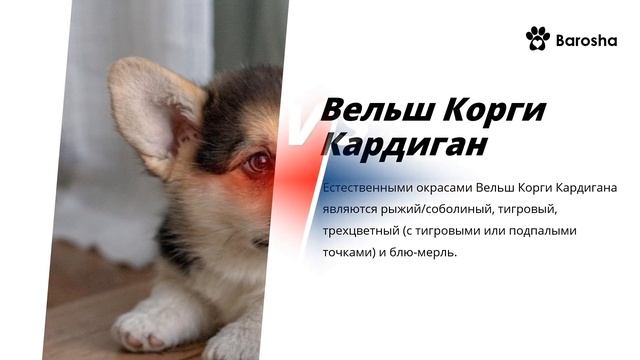 Пемброк vs Кардиган Вельш Корги Сравнение двух пород смотреть онлайн