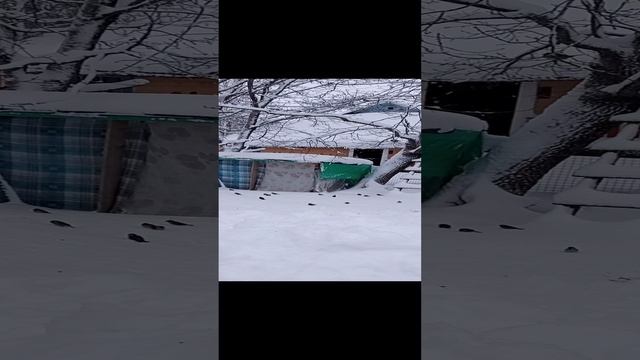 Где обедал воробей? Воробушки в птичьей столовой... смотреть онлайн