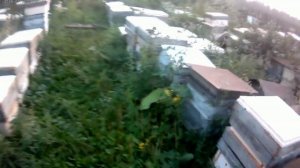 Подкормка пчел (отводков) перед осенью