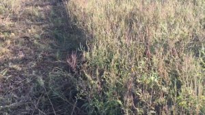 сколько я заработал на малине планы на ? осень || #малина #саженцы  #Бизнесвыращивание #БизнесИдеи