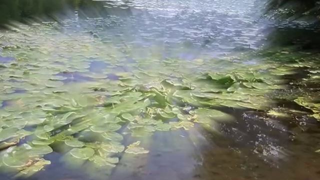 КУЗЬМИНКИ. Средний Кузьминский пруд смотреть онлайн