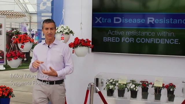 What's New with Syngenta Flowers: Imara™ XDR impatiens смотреть онлайн