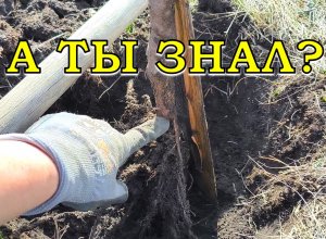 Сажаем плодовые деревья весной 🍒🍏🍐!  Состояние саженцев после зимнего прикопа ❄❄❄