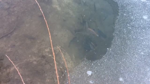 Форель в пруду. Вода для форели . Проточность воды смотреть онлайн