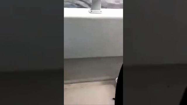 Поймали баклана на удочку на рыбалке в Норвегии, Буде. Ловится не только рыба? смотреть онлайн