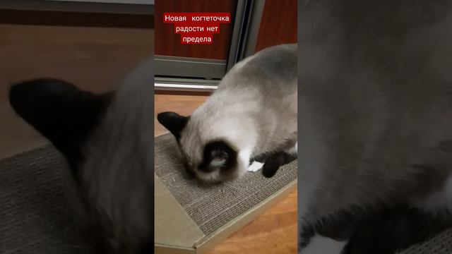 #тайская #кот #рекомендации #cat #игра #отдых #cute #comment