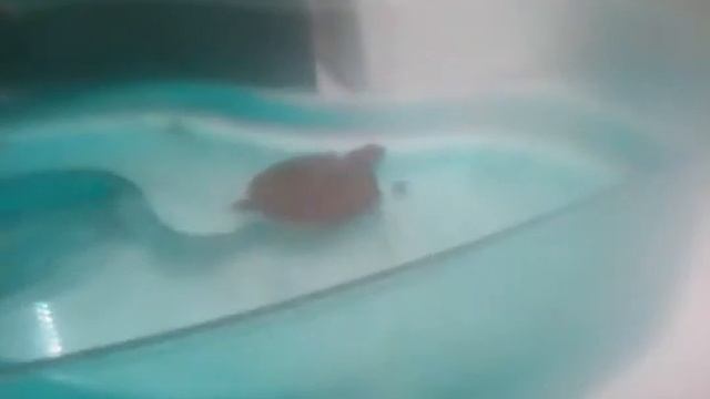 Моя черепашка + как я кормлю её смотреть онлайн