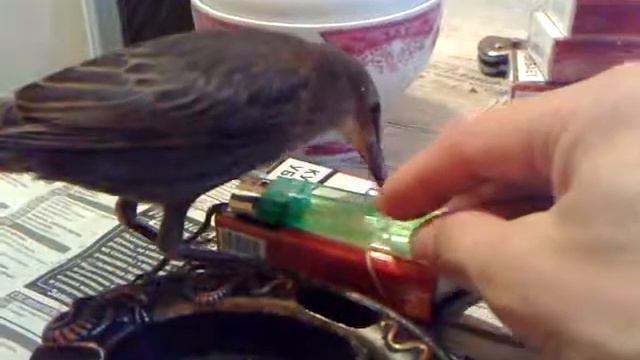 Скворец Маркиз. Маленьким детям нельзя бычки есть... смотреть онлайн