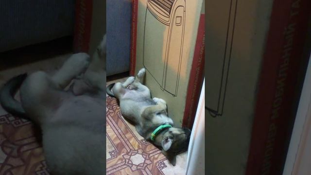 Беспокойный сон щенка! смотреть онлайн
