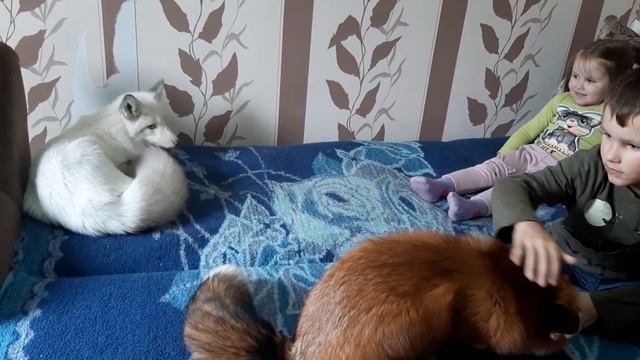 Лисы встретили детей смотреть онлайн