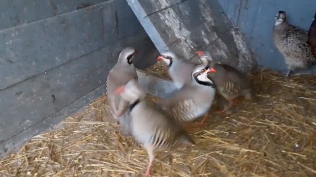 Кеклик. Кто есть кто?