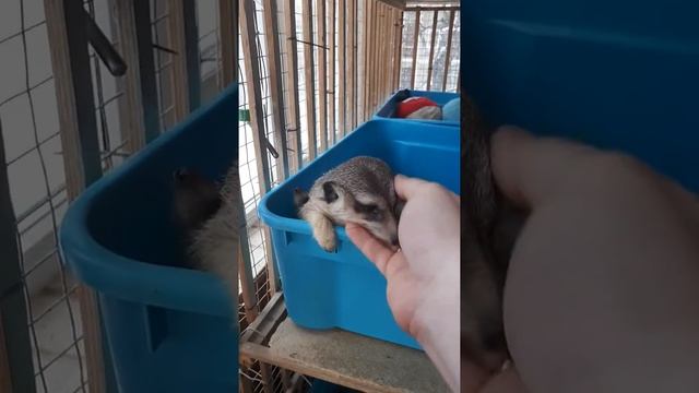 Домашние сурикаты смотреть онлайн